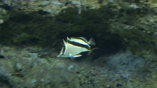French butterflyfish (Prognathodes guyanensis) — Chaetodontidae