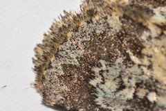 Hemibryomima chryselectra