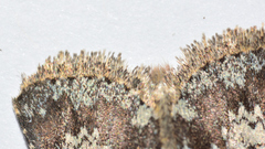 Hemibryomima chryselectra