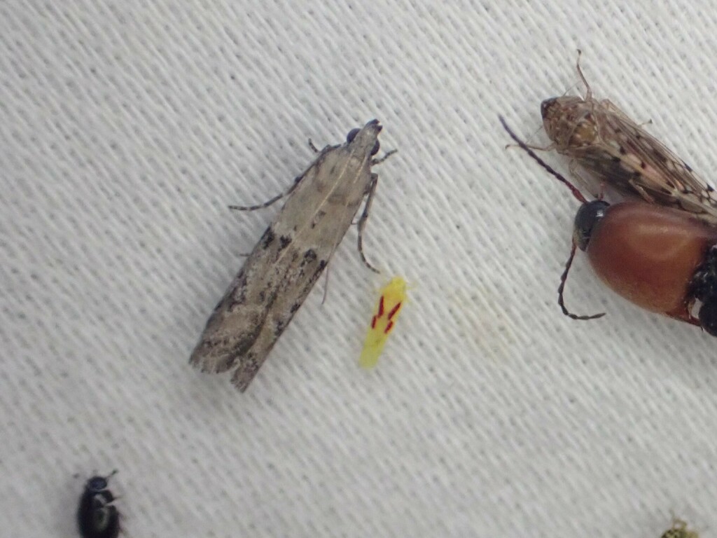 Dikrella nevadensis