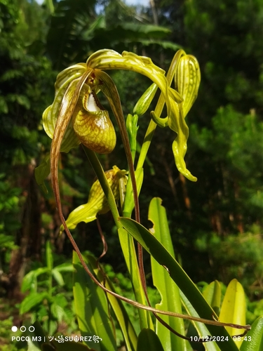 Image of Phragmipedium caudatum by no rights reserved