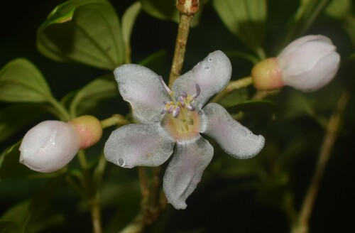 Medinilla malindangensis observed 2024-06-08
