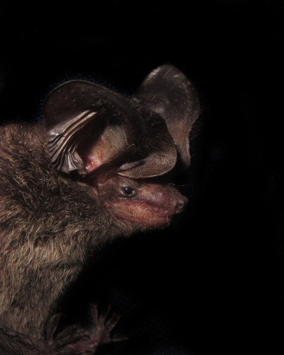 Tropical Big-eared Brown Bat