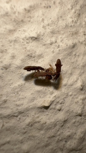 Sawtoothed Grain Beetle photo 5