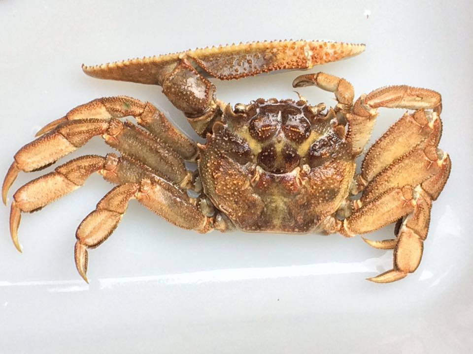 engraved crabs