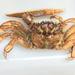 Saber Crab - Photo (c) Guillermo H. Sosa-Tovar, some rights reserved (CC BY-NC), uploaded by Guillermo H. Sosa-Tovar