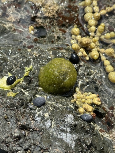 Cladophora albida observed 2024-11-26