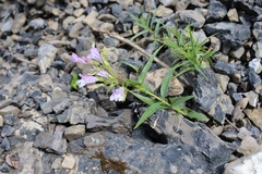 Penstemon lyallii