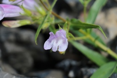 Penstemon lyallii