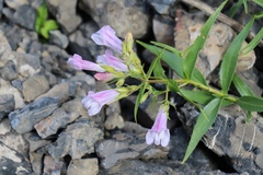Penstemon lyallii