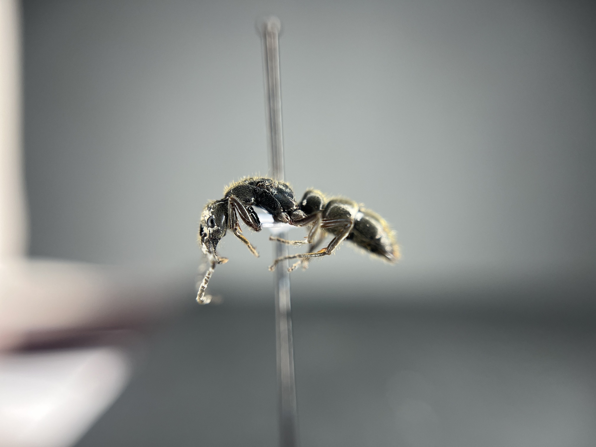 Neoponera globularia