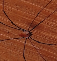 Leiobunum nigropalpi