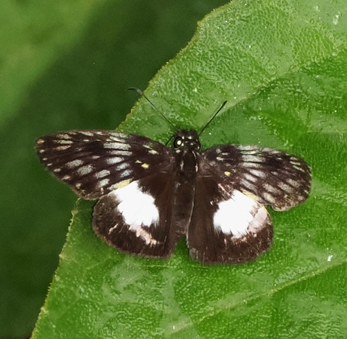 Latrea Skipper