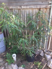 Ficus binnendykii