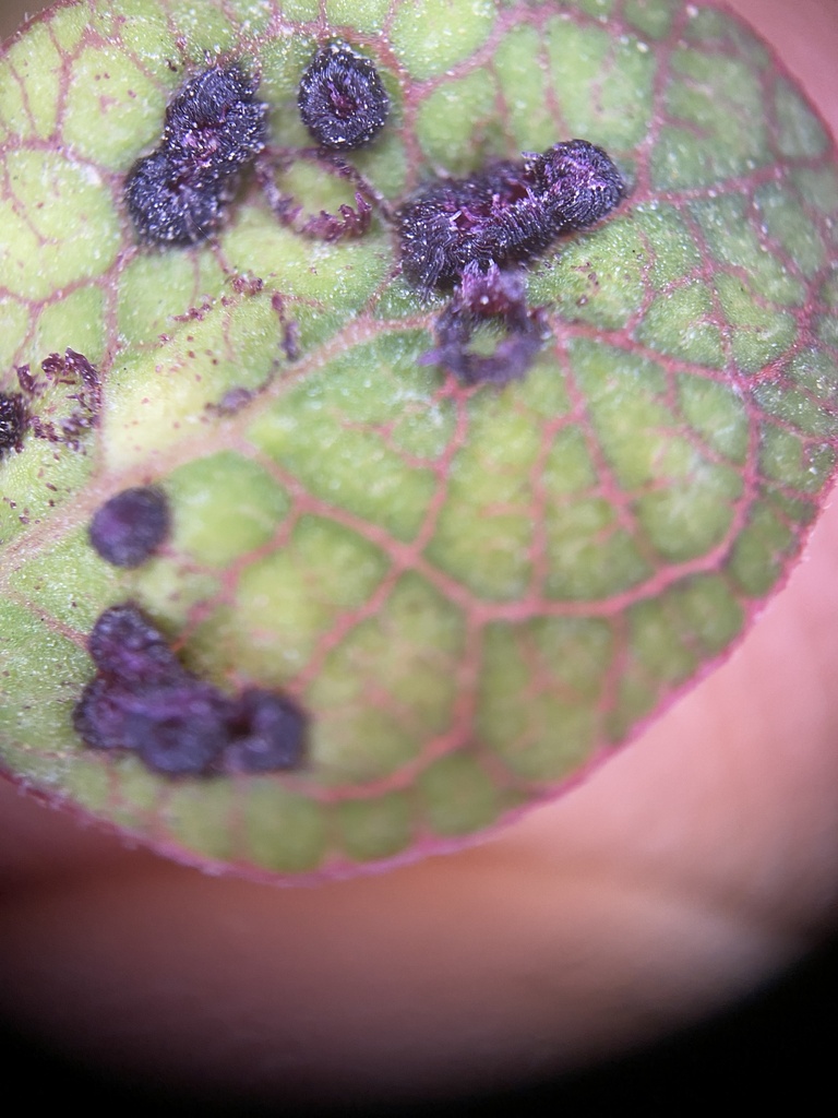 Acalitus taurangensis