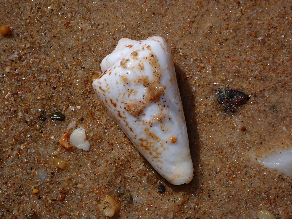 Strawberry Conch from Bundagen NSW 2454, Australia on December 11, 2024 ...