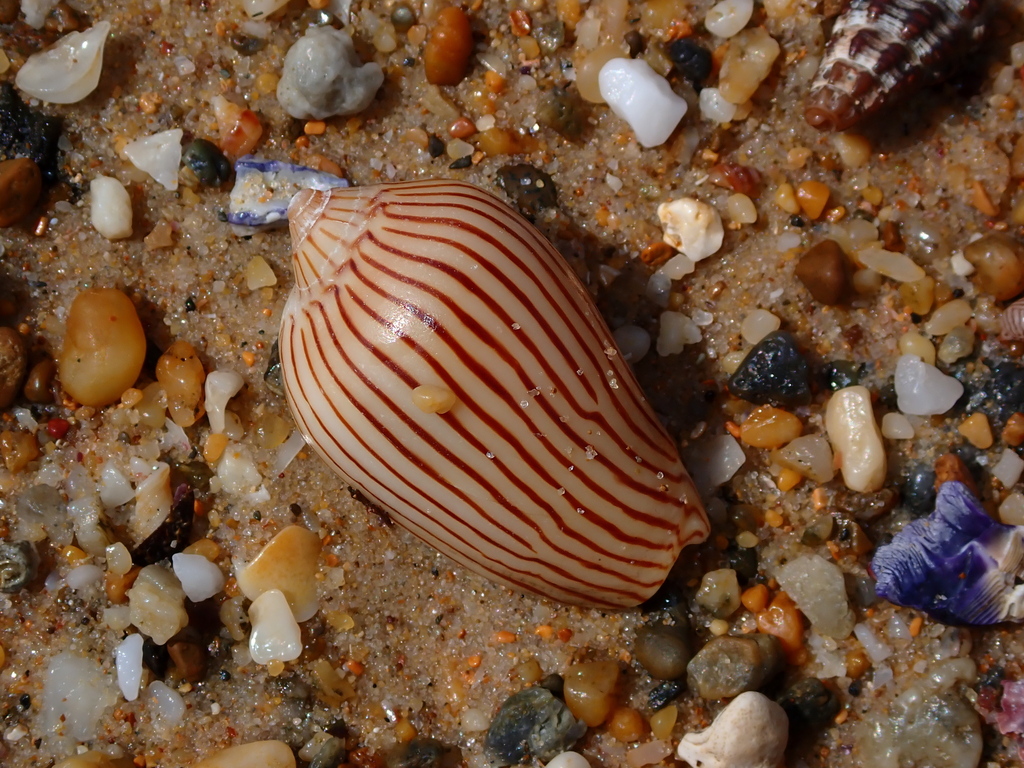 Zebra Volute from Bundagen NSW 2454, Australia on December 11, 2024 at ...