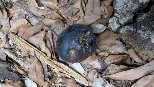 Dorrigo Plum (Endiandra introrsa)