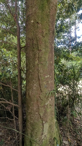 Image of Endiandra introrsa by (c) Alesha Teitzel, some rights reserved (CC BY)