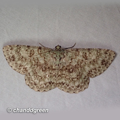 Ophthalmitis herbidaria