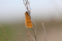 Setina roscida