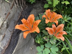 Lilium maculatum
