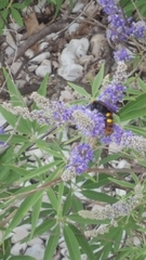 Megascolia maculata maculata