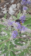 Megascolia maculata maculata