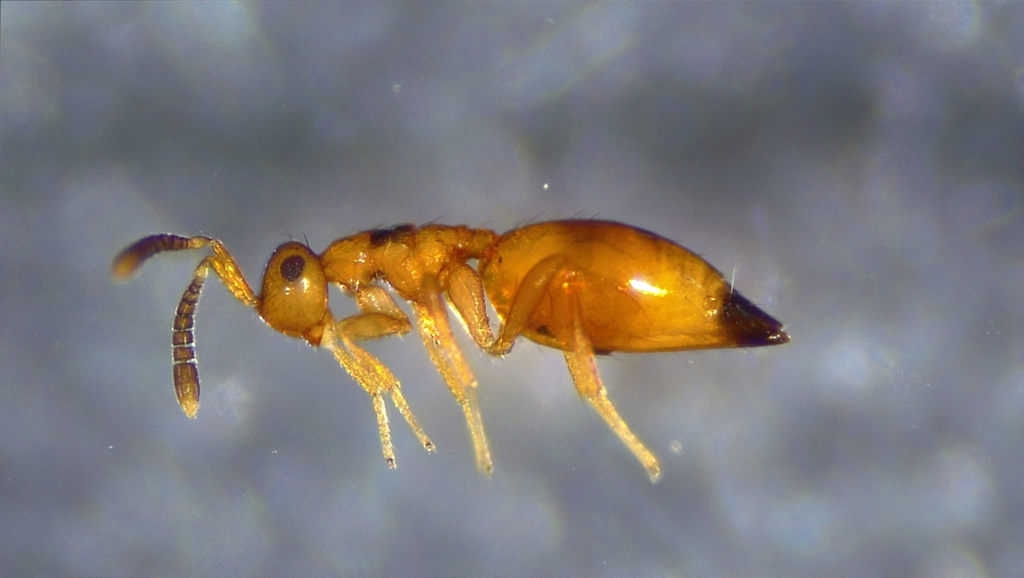 Dipara trilineatus