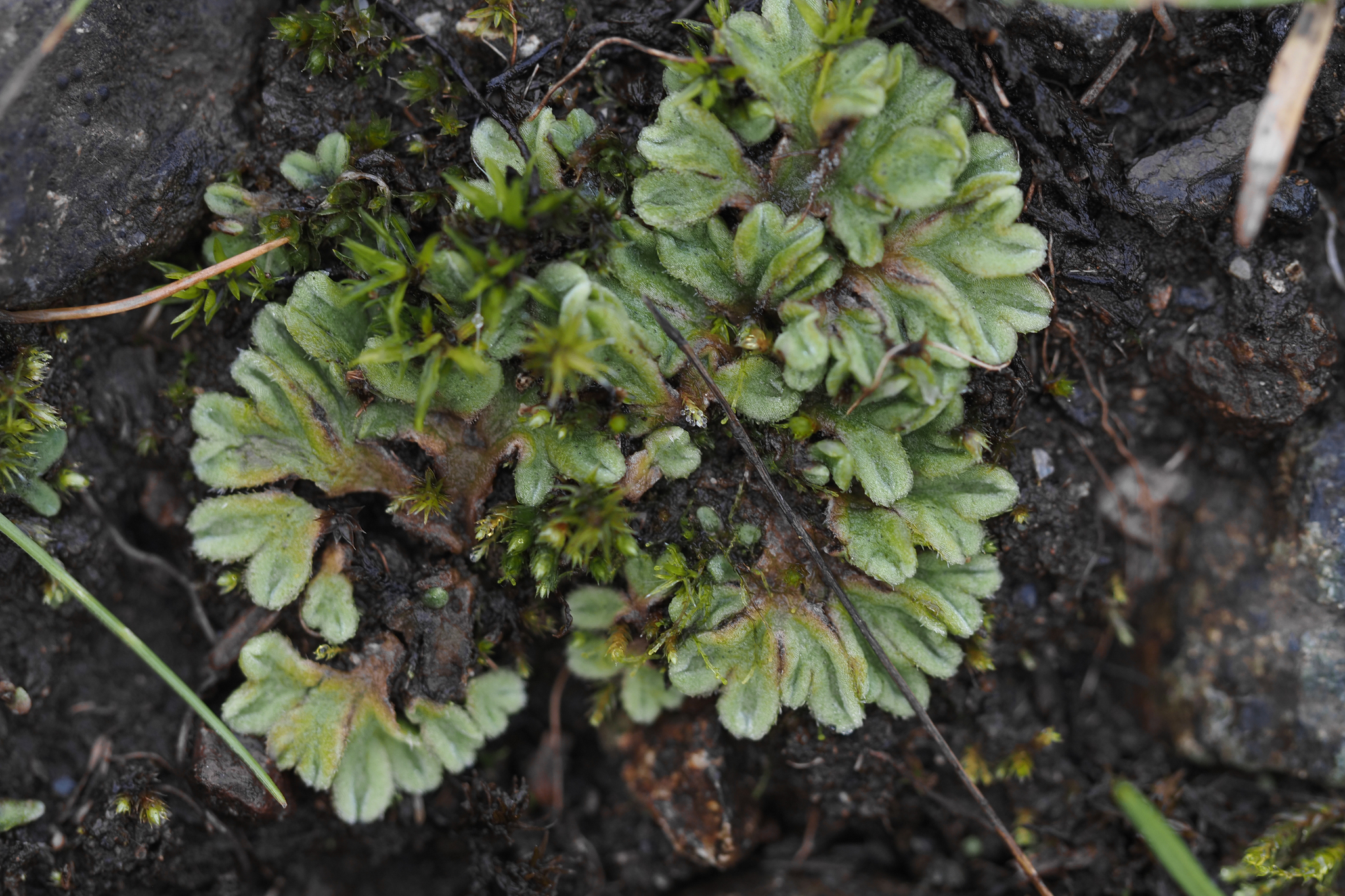 Riccia beyrichiana