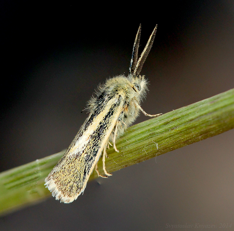 Brachodes appendiculata