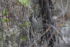Curruca cantillans albistriata