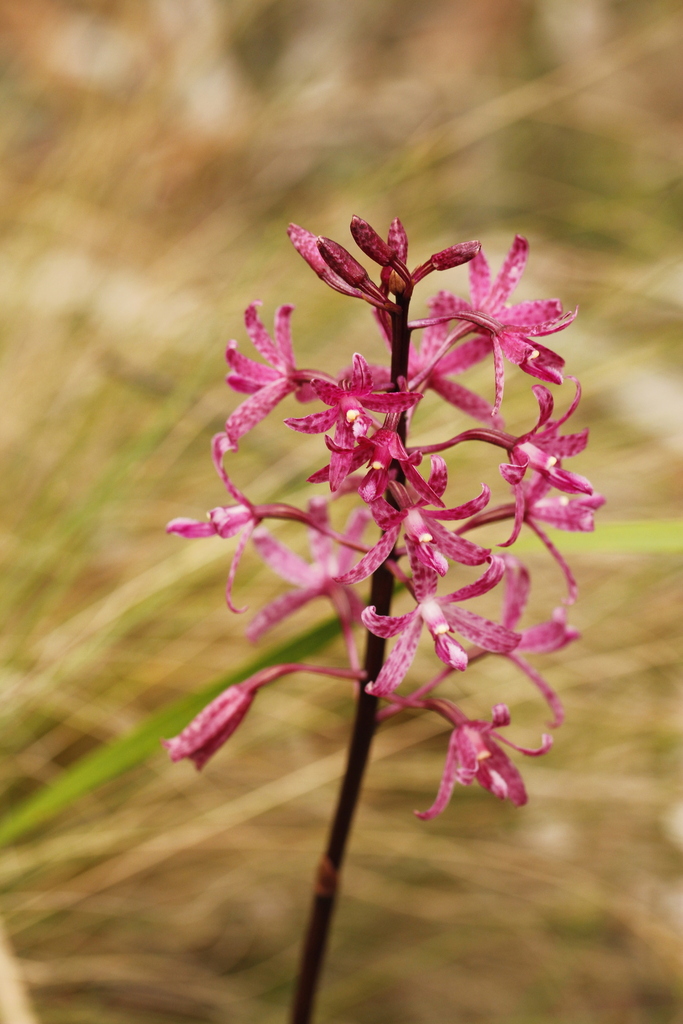 Dipodium atropurpureum (Miq.) Rchb.f. 3