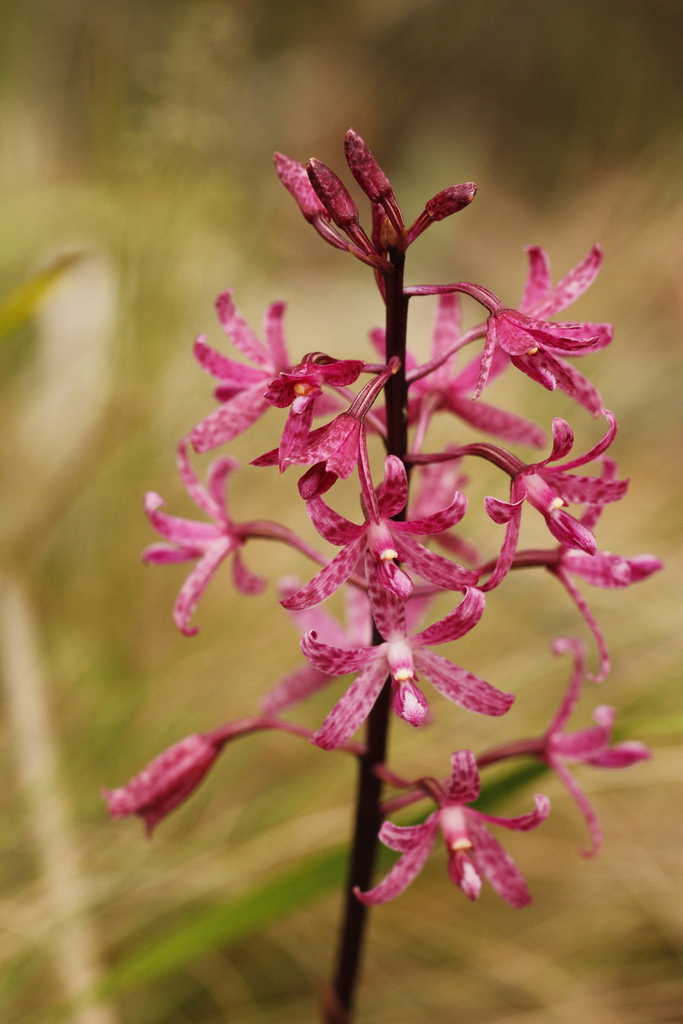 Dipodium atropurpureum (Miq.) Rchb.f. 4