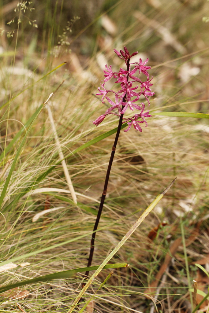 Dipodium atropurpureum (Miq.) Rchb.f. 2