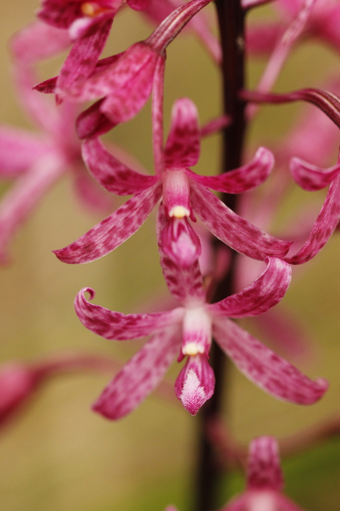 Dipodium atropurpureum (Miq.) Rchb.f.