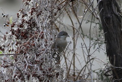 Curruca cantillans albistriata