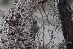 Curruca cantillans albistriata