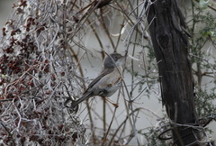 Curruca cantillans albistriata
