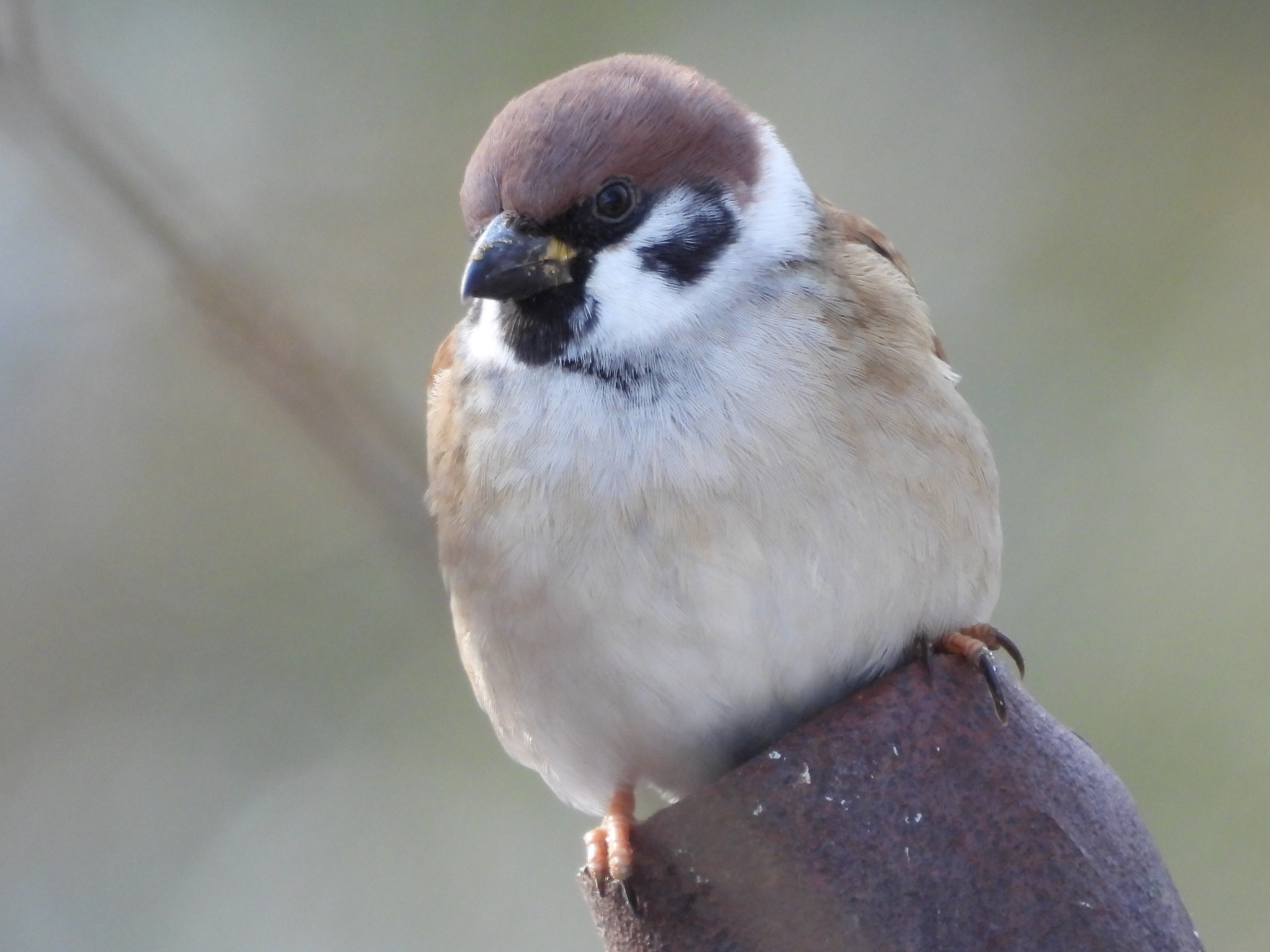 Subspecies Passer montanus saturatus · iNaturalist