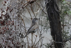 Curruca cantillans albistriata