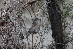 Curruca cantillans albistriata