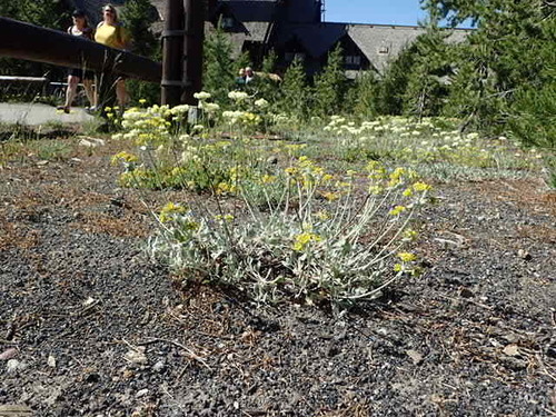 Eriogonum umbellatum var. cladophorum