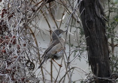 Curruca cantillans albistriata