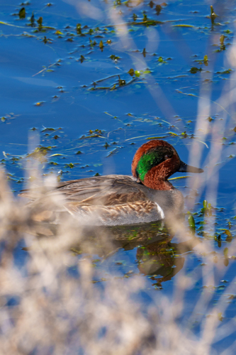 iNaturalist observation photo of Green-winged Teal