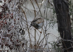 Curruca cantillans albistriata