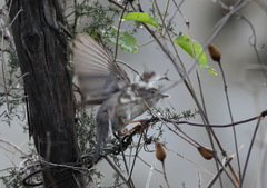 Curruca cantillans albistriata