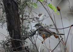 Curruca cantillans albistriata