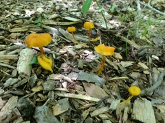 Cantharellus minor