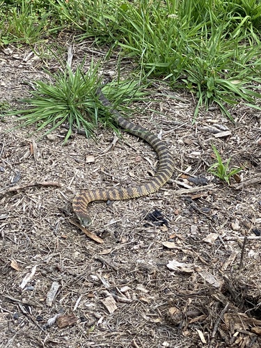 Tiger Snake sighting